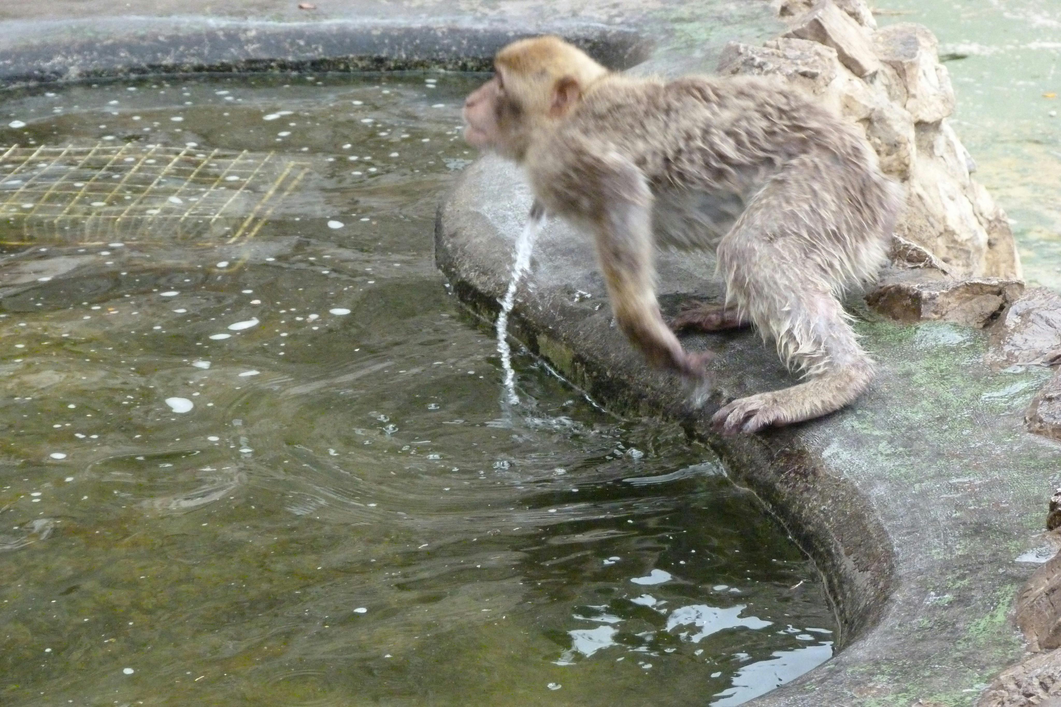 Gibraltar, bath time!