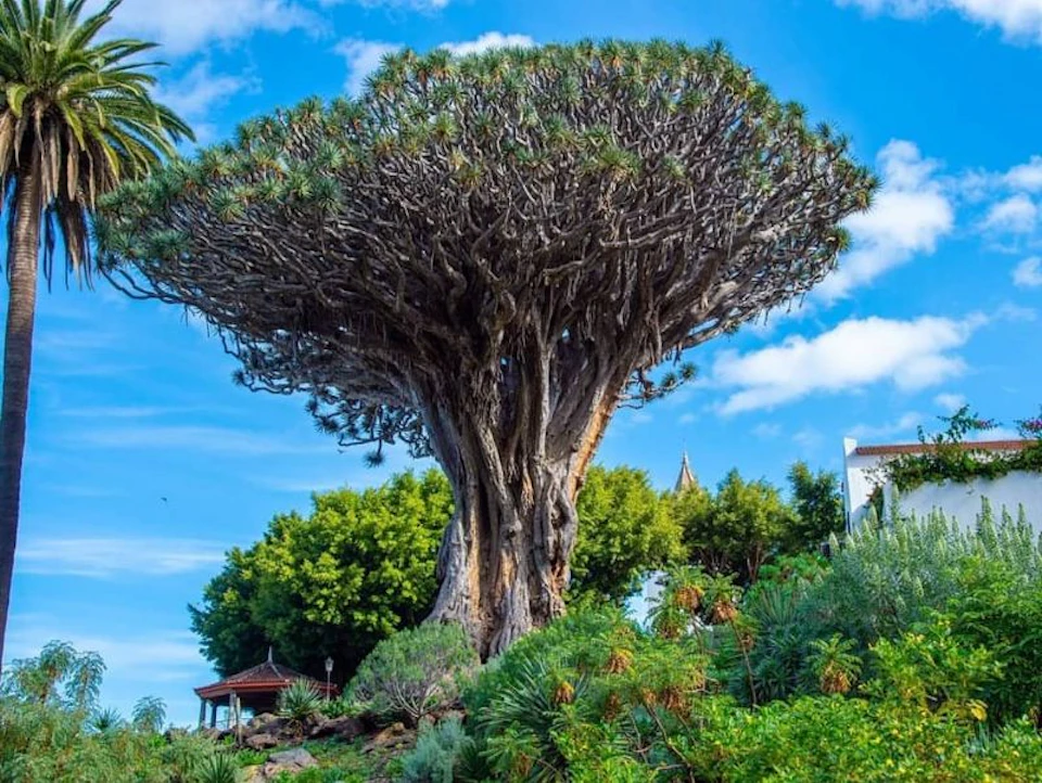 A large, ancient tree with a wide, dense canopy and thick trunk, surrounded by lush greenery and a blue sky with a few clouds.
