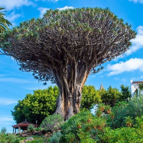 Tenerife Dragon Tree and Botanical Gardens