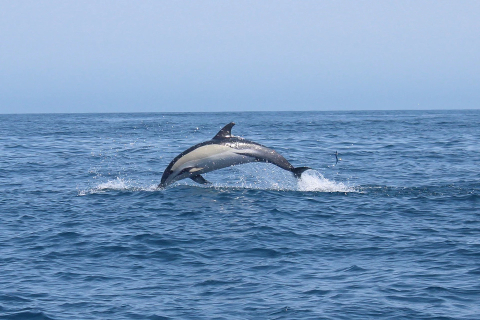 Common dolphin