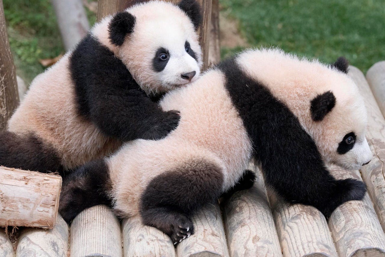 Two panda cubs, one climbing onto the other's back, on a wooden platform with grass visible in the background.