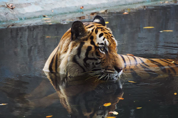 Kuala Lumpur KL Tower tickets