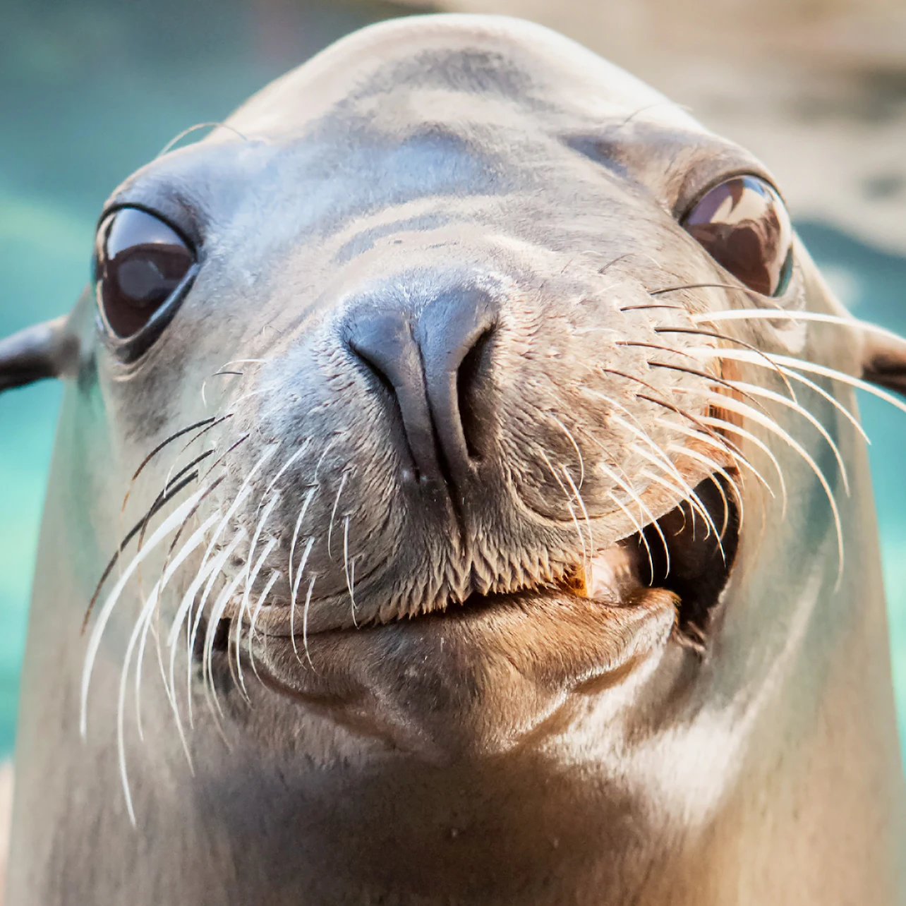 Aquarium of the Pacific: Skip The Line Ticket in Los Angeles β Tiqets