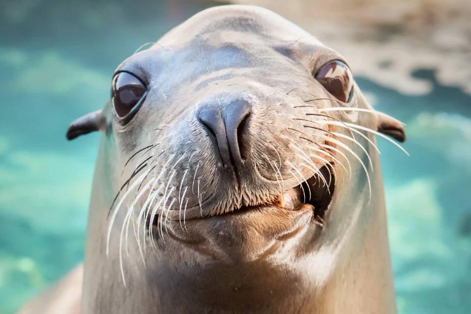 Aquarium of the Pacific
