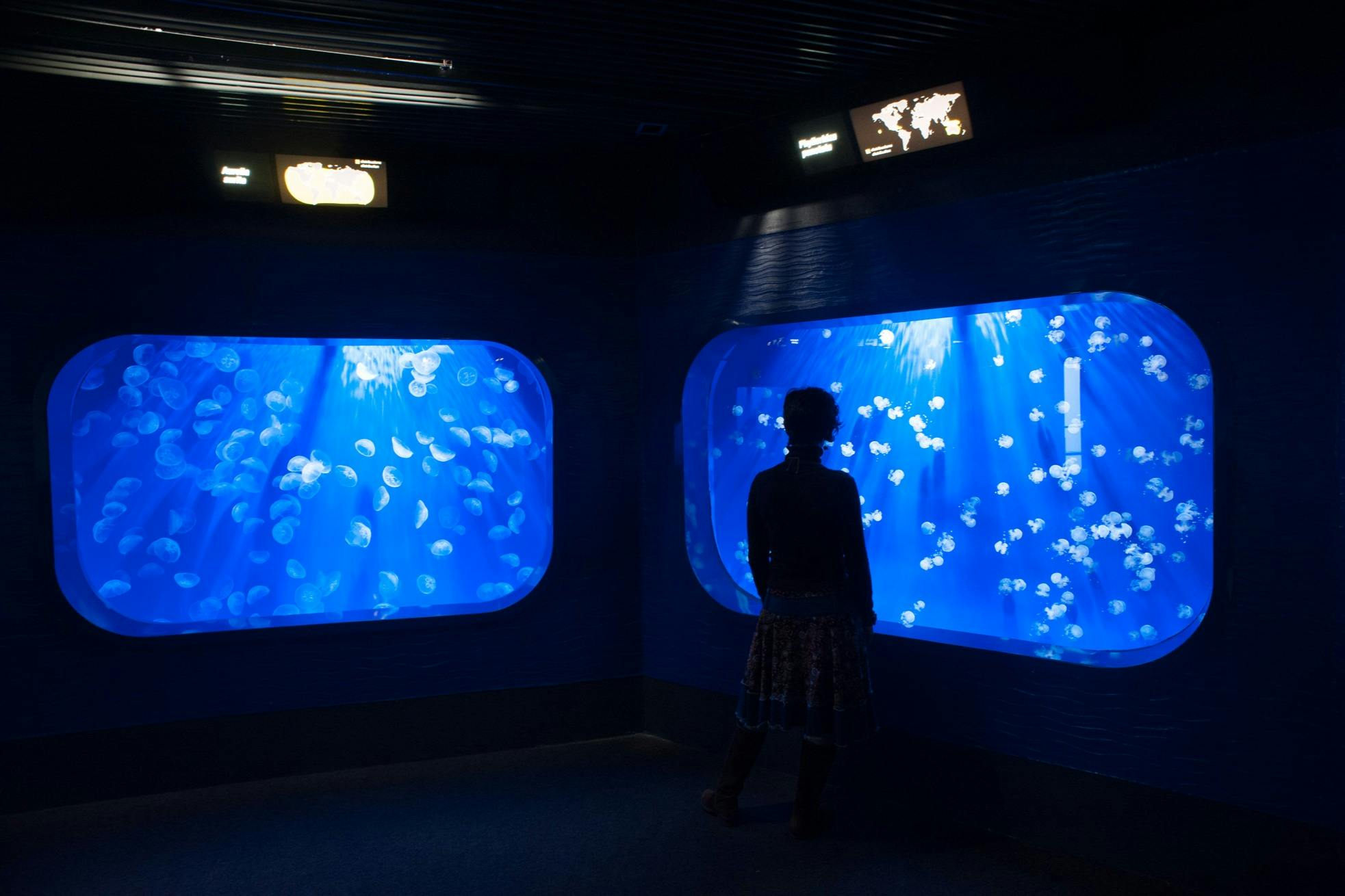 ジェノヴァのジェリーフィッシュ水族館