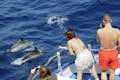 Los delfines se acercan al casco del Spirit of the Sea