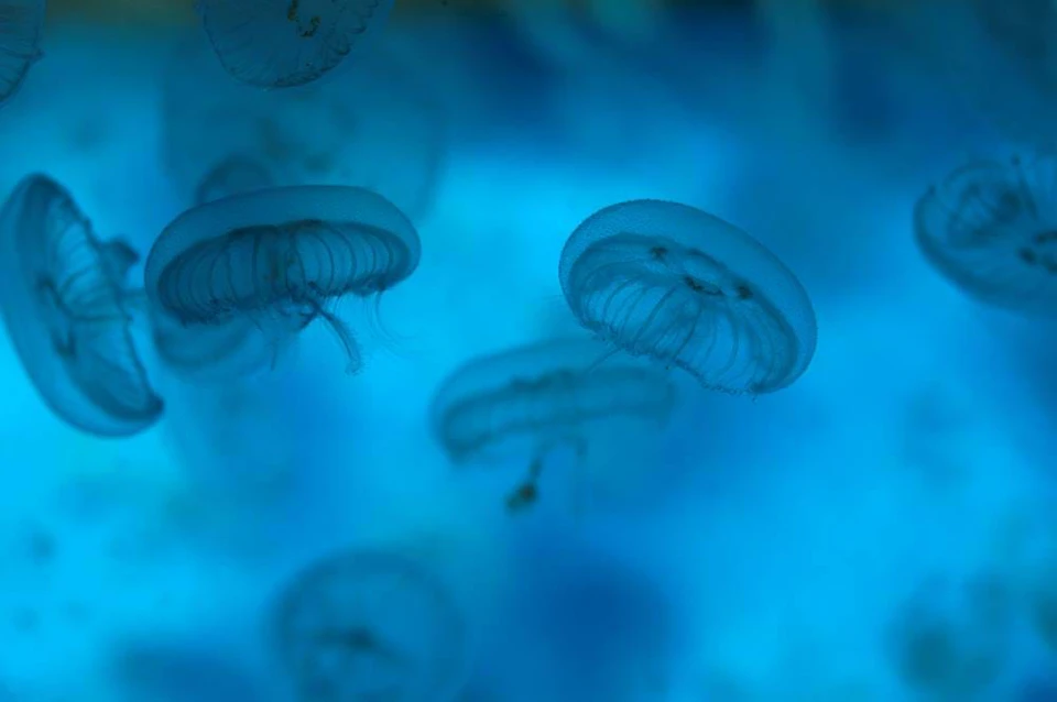 Translucent jellyfish floating against a blue, underwater background.