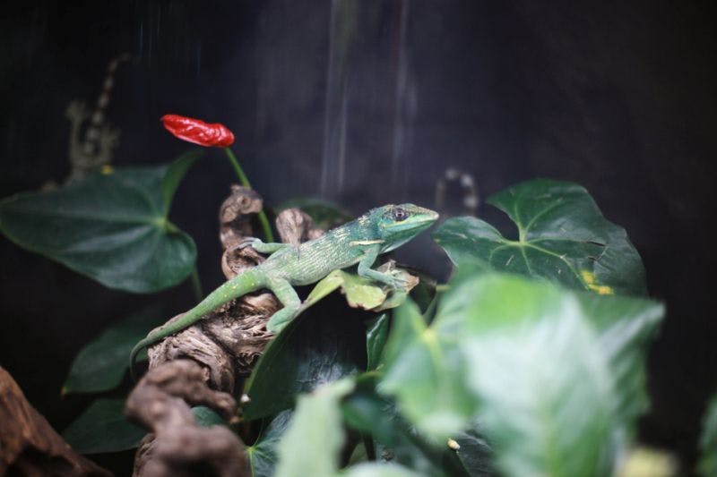 Зеленая ящерица сидит на ветке, окруженной зелеными листьями и красным цветком.