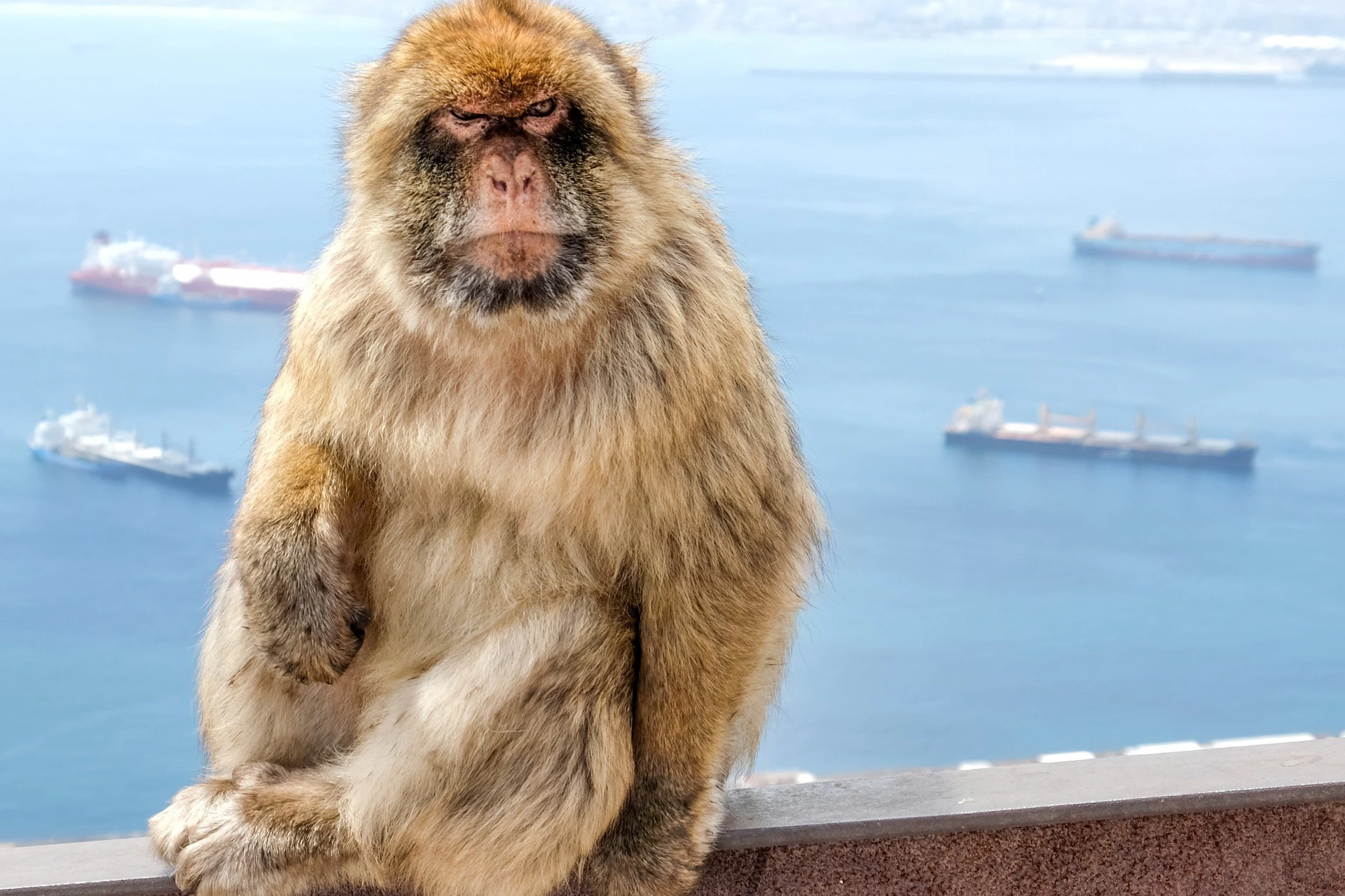 A Barbary macaque with a serious expression posing on a wall overlooking the sea with several ships in the background.