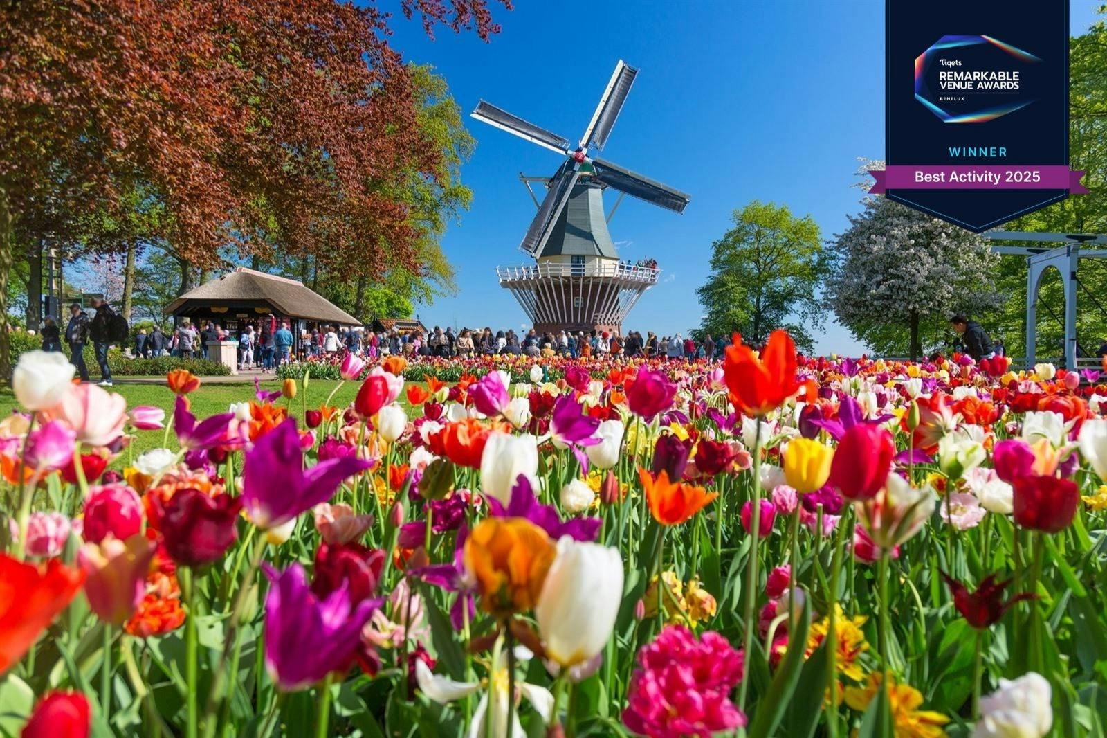 Colorful tulip field with people and a traditional windmill in the background under a clear blue sky.