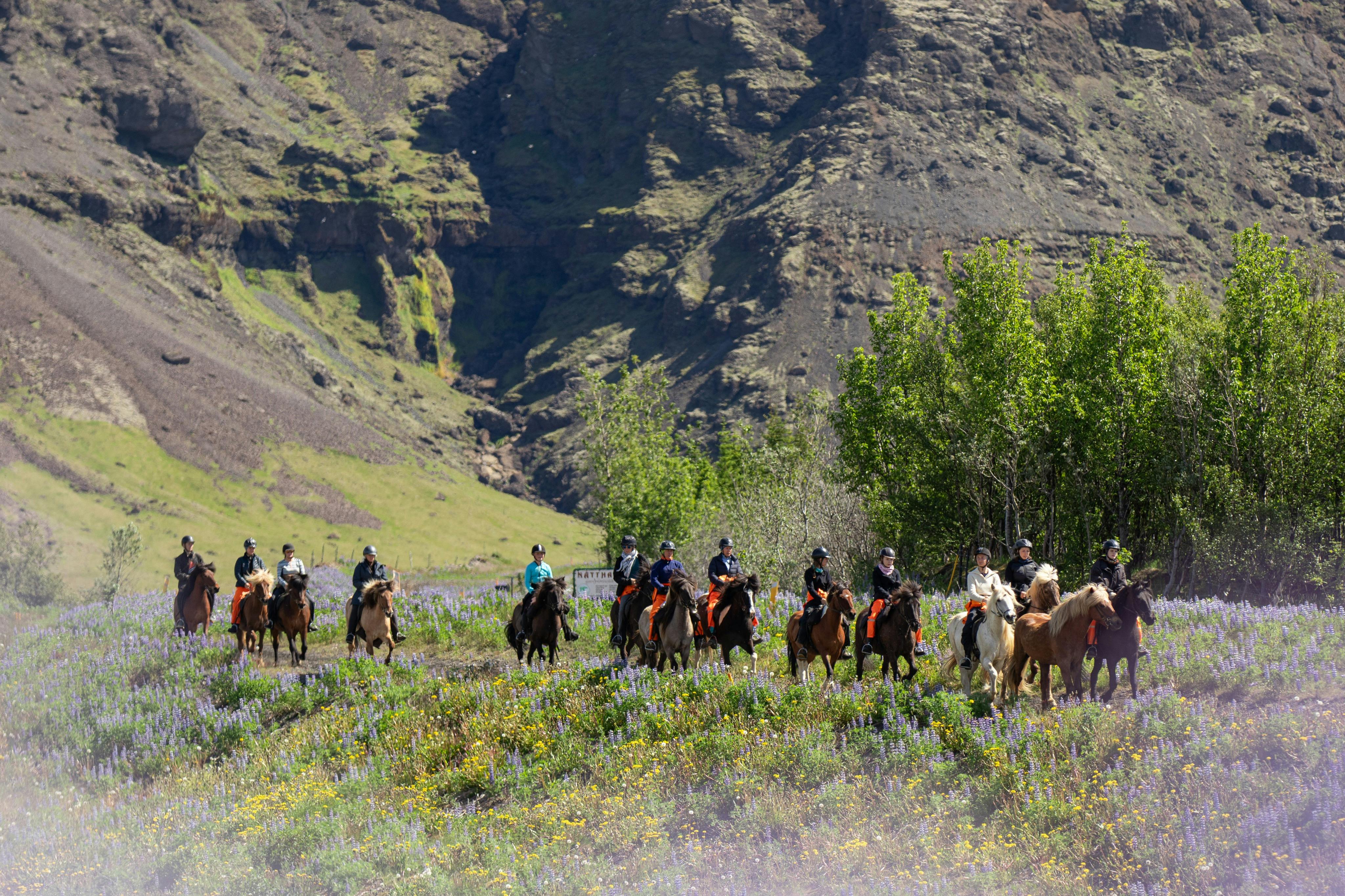 Reiten in Selfoss