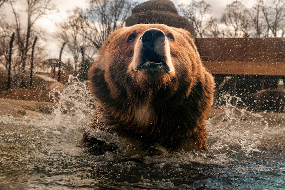 Brown Bear