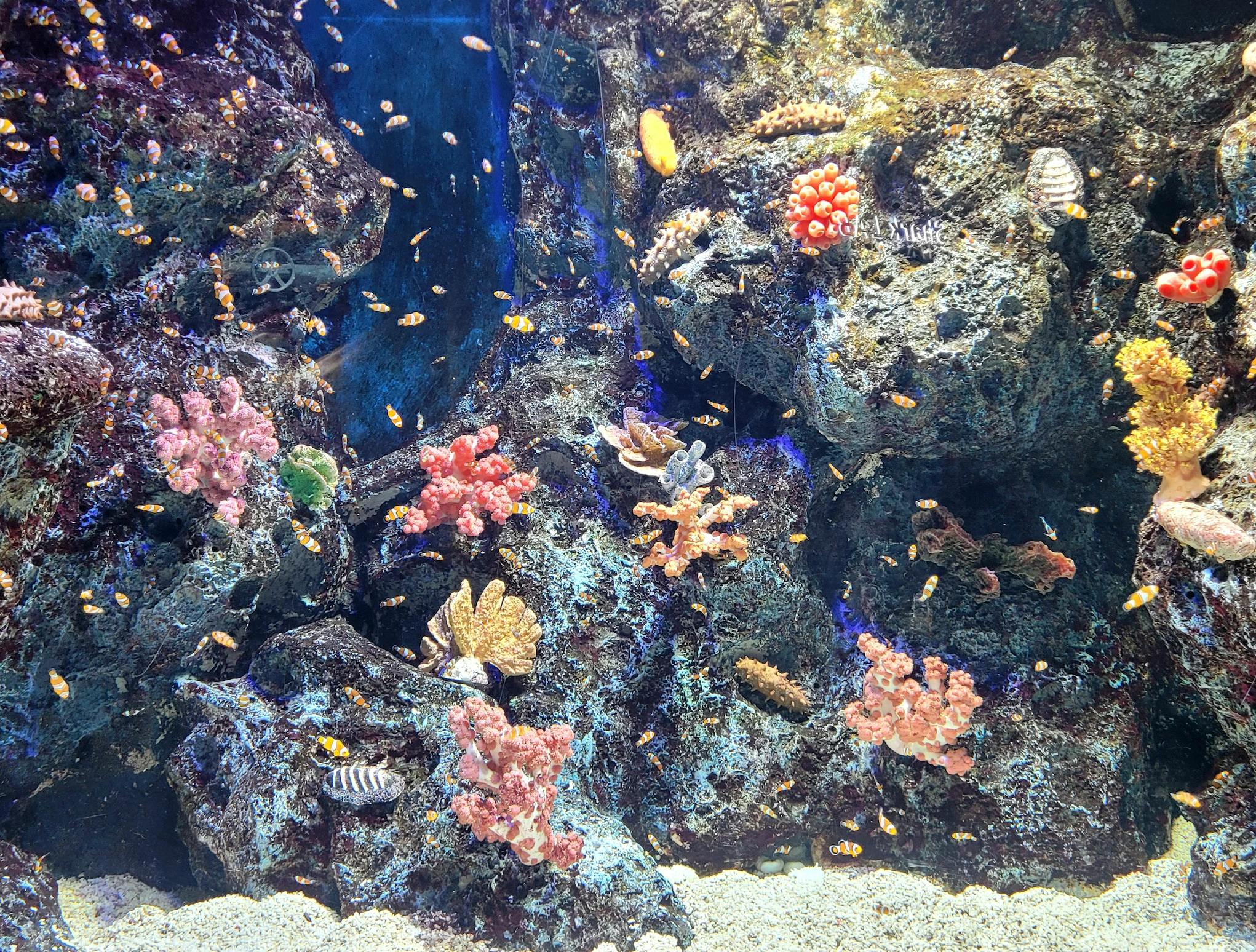 Lotte World Aquarium: Entry Ticket in Seoul – Tiqets