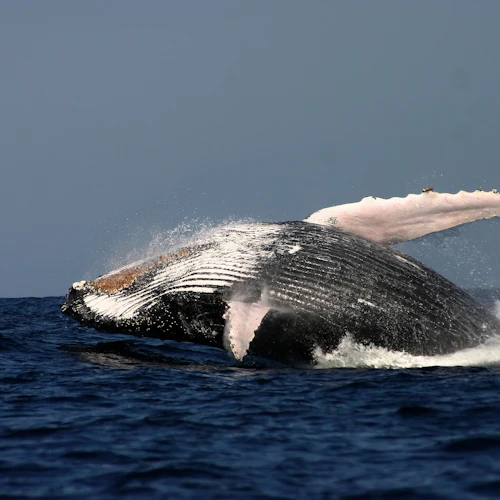 Sydney Harbour: Whale Watching Cruise + Breakfast/Lunch - Photo 5