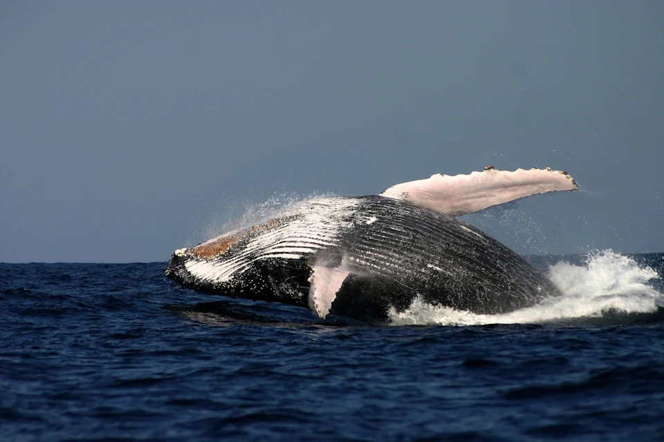 A humpback whale breaches the ocean surface, its body partially out of the water, under a clear sky.