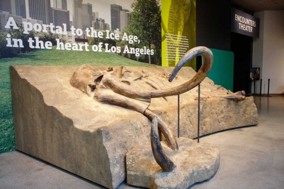 La Brea Tar Pits Museum + Academy Museum