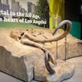 Un mamut atrapado en el tiempo en La Brea Tar Pits