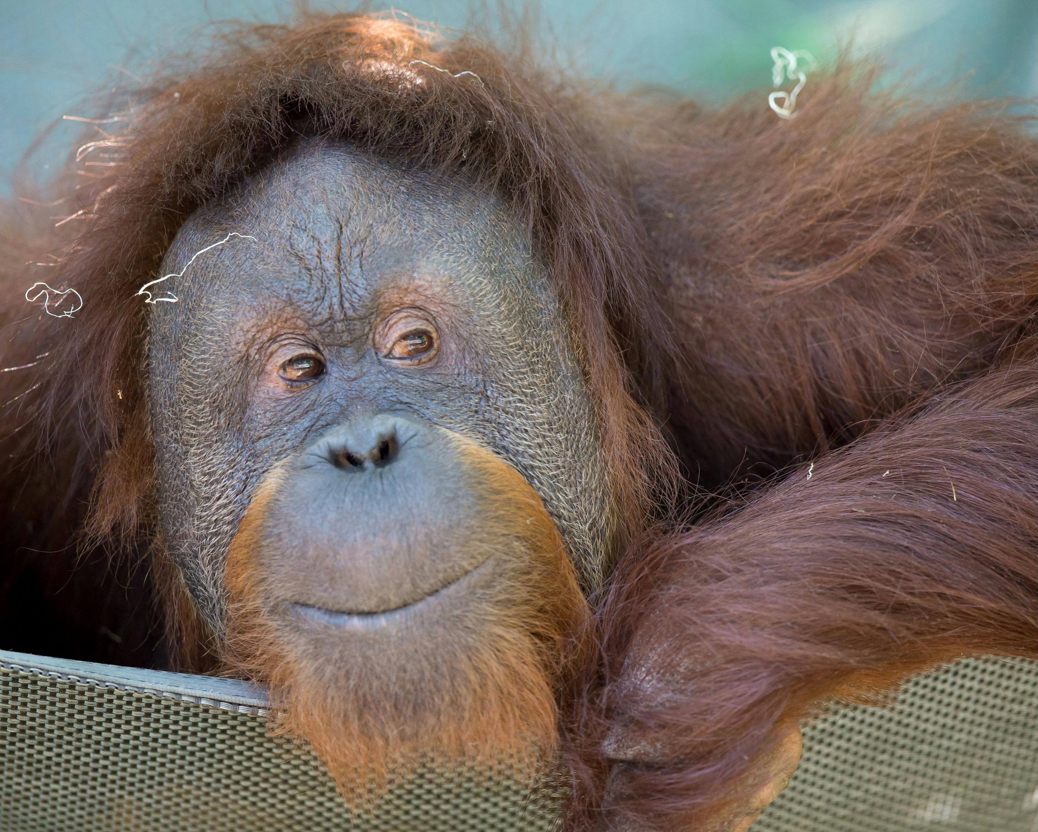 A close-up of an orangutan resting its head and arm on a surface, eyes half-open, with light brown facial hair and dark brown fur.