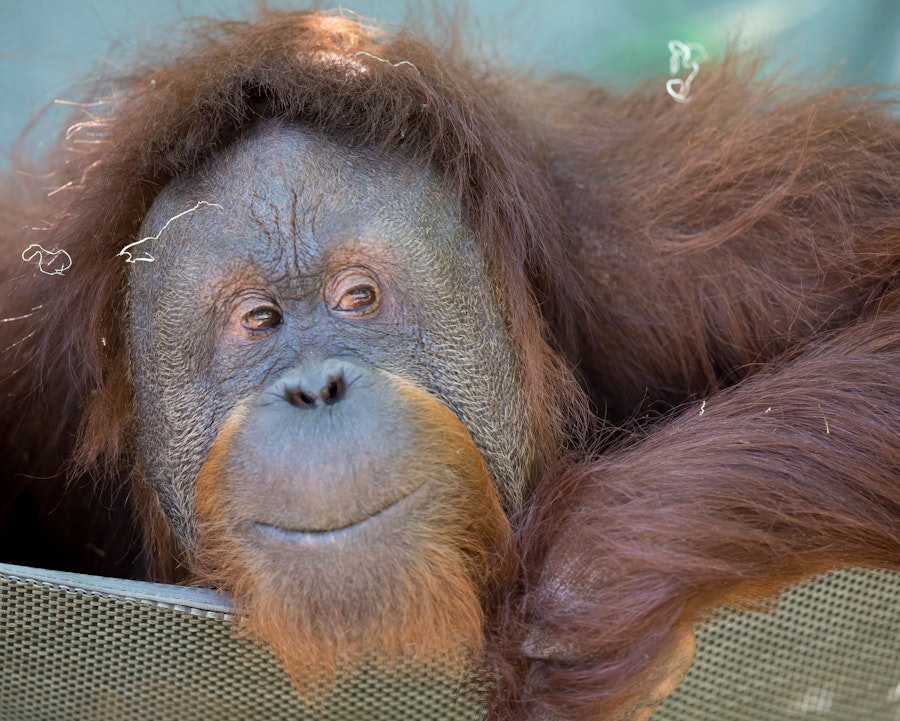 Seattle Woodland Park Zoo Tickets - Hellotickets