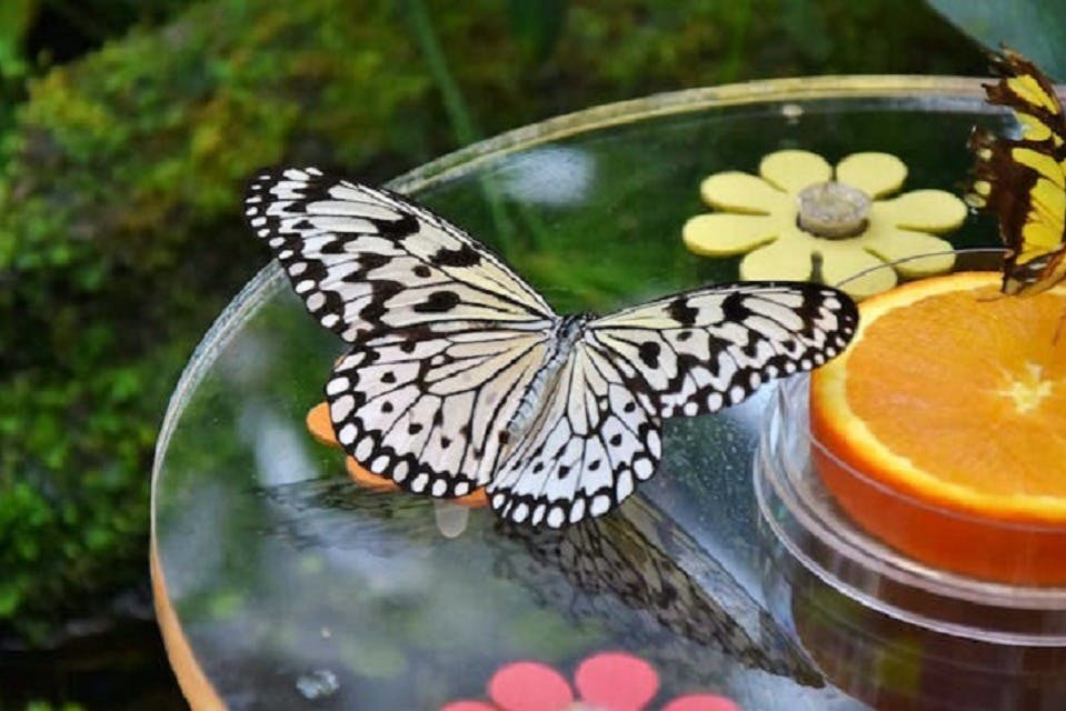 Černobílý motýl spočívá na kruhovém skleněném povrchu s oranžovými plátky a barevnými květinovými tvary.