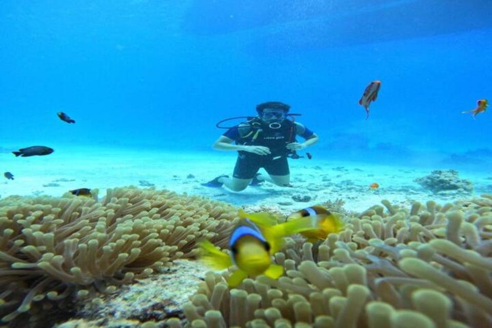 Dive with Nemo Marsa Alam