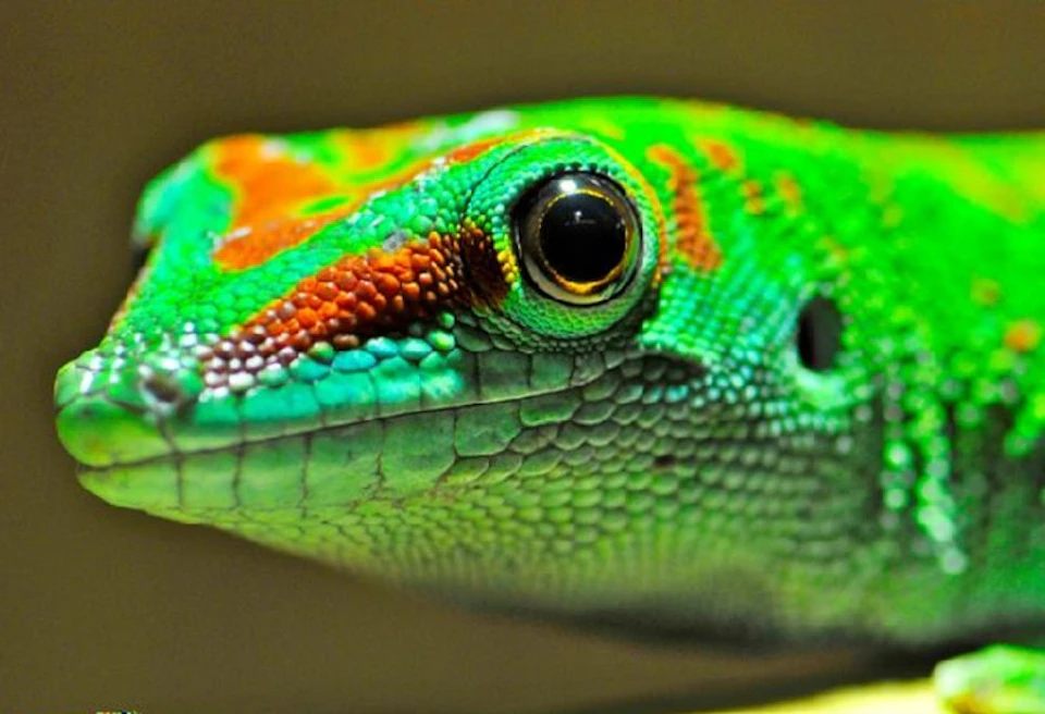Close-up of a green and red lizard's head, showcasing detailed scales and a large, black eye.