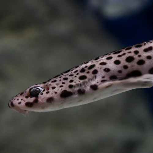 Aquário Grove: bilhete de entrada - Photo 7