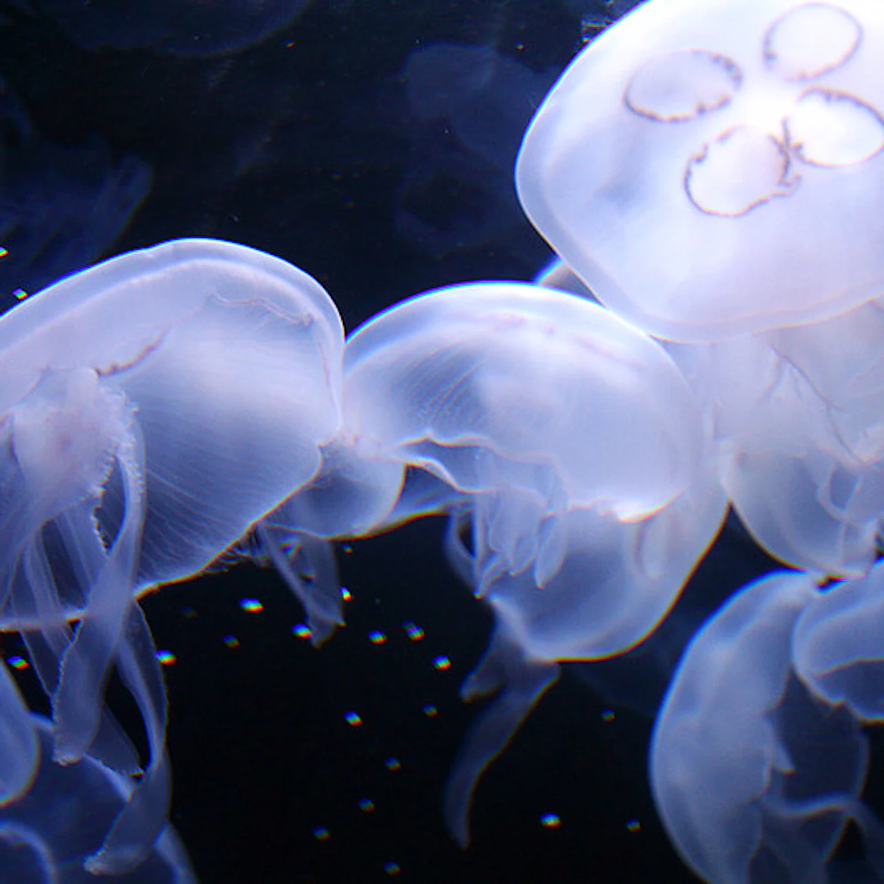 Aquarium of the Bay: Entry Ticket in San Francisco β Tiqets