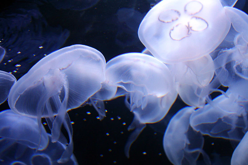 Aquarium of the Bay