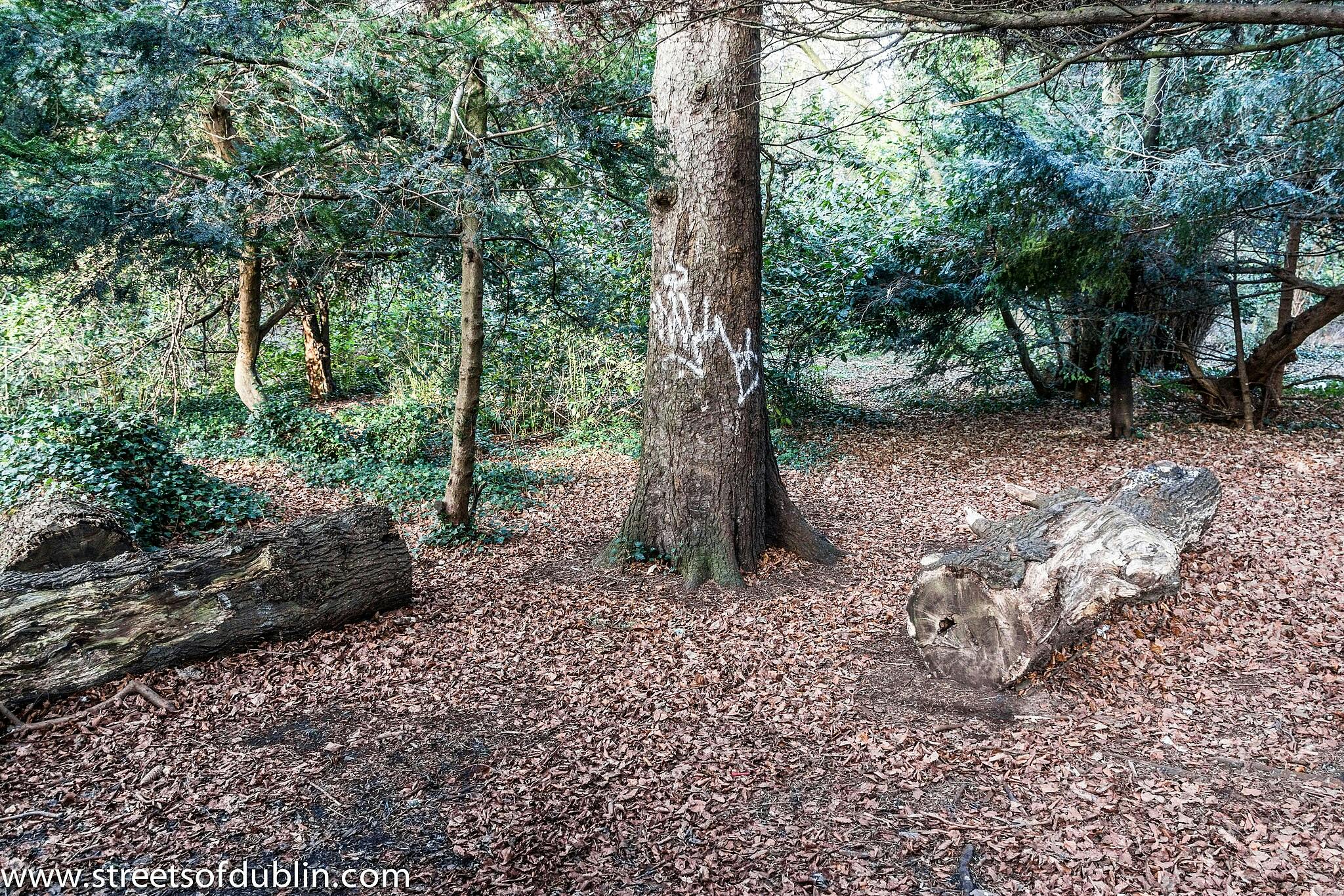 Forest scene with trees and fallen logs, ground covered in dry leaves. A large tree has white graffiti on its trunk.