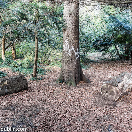 Skogsscen med träd och nedfallna stockar, mark täckt av torra löv. Ett stort träd har vit graffiti på sin stam.