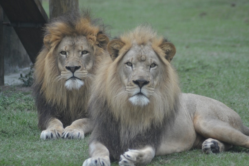 Lion Country Safari: Drive Through Safari + Adventure Park image 2