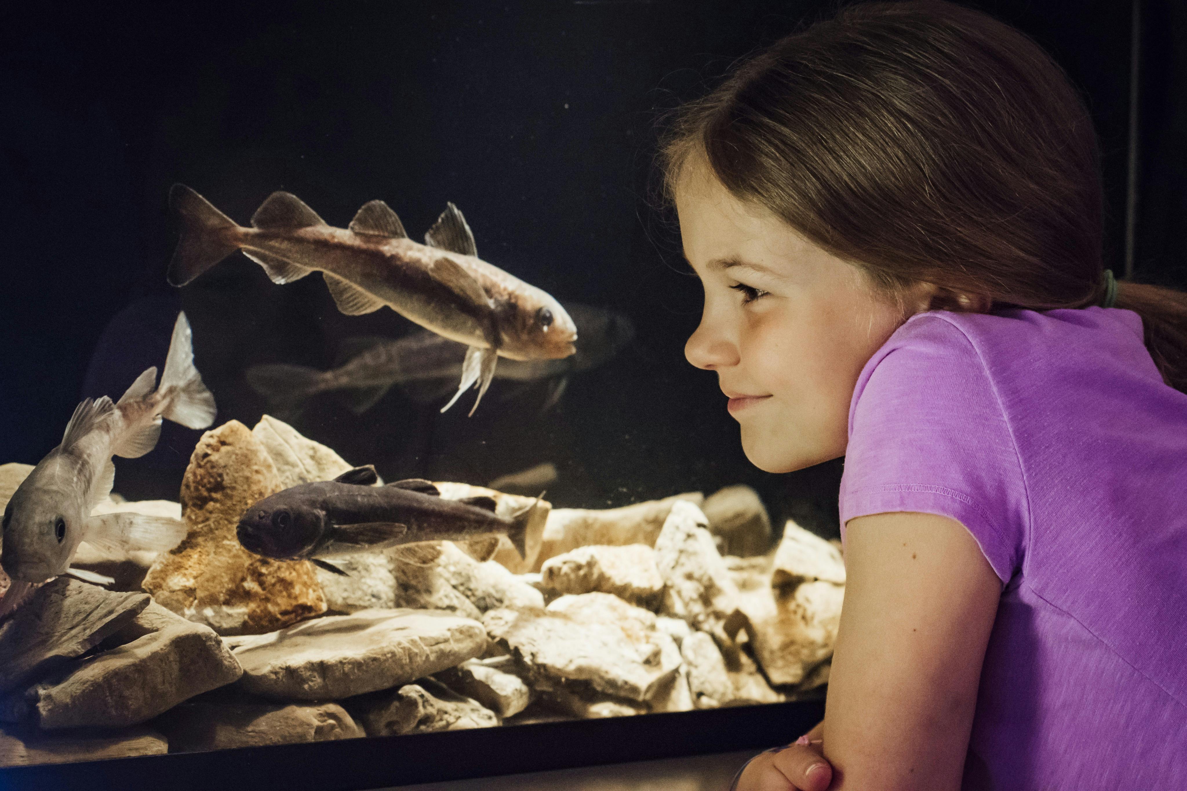 캐나다 자연 박물관