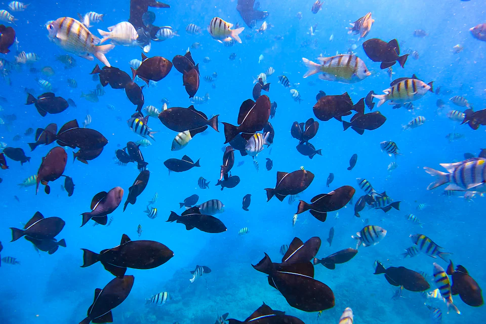 Colorful tropical reef fish swimming in the clear blue waters off Oʻahu during a snorkeling tour.