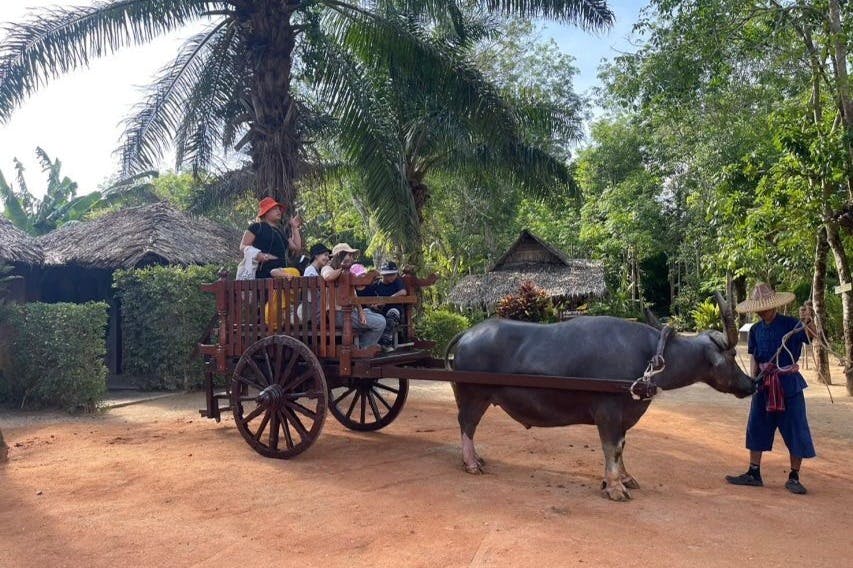 Ο προμηθευτής θα σας δώσει μια γεύση από την τοπική κουλτούρα καθώς μαθαίνετε για τον ρόλο που παίζουν τα βουβάλια στη γεωργία.