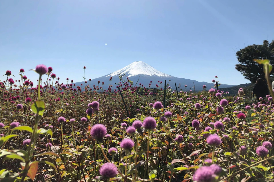 A snow-capped mountain under a clear sky with a field of purple flowers in the foreground.