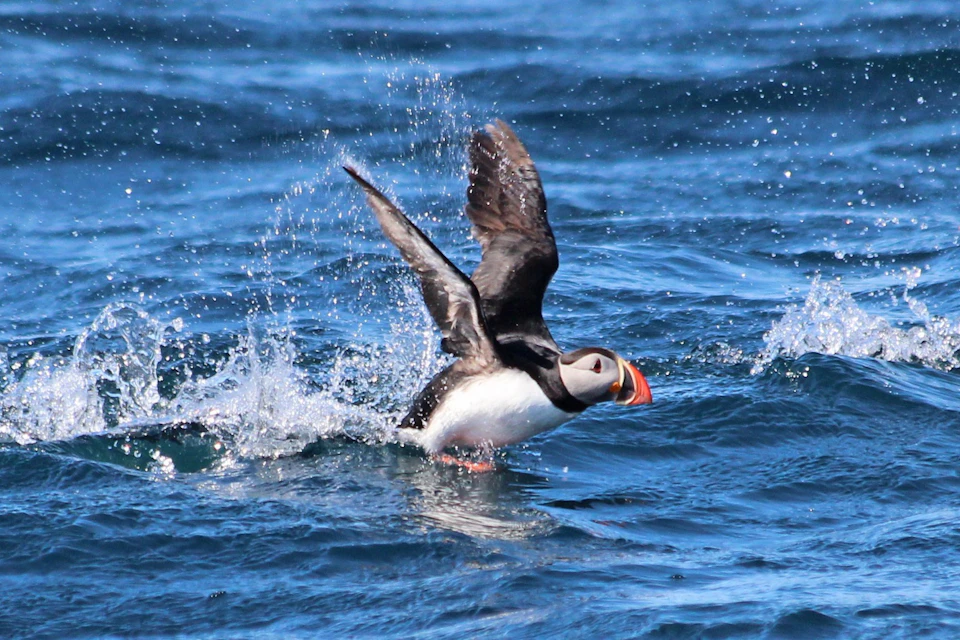 A puffin taking off from the water, wings spread and splashing, against a backdrop of blue ocean waves.