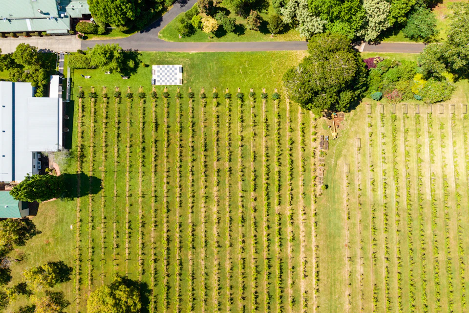 Vineyard on Tamborine Mountain