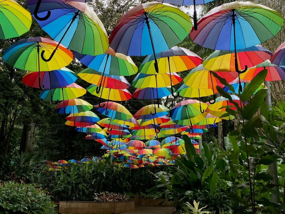 Numerous colorful umbrellas hang above a garden walkway filled with lush green plants.