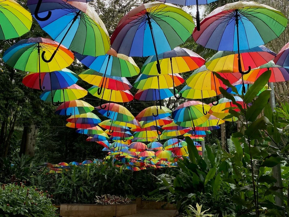 Numerous colorful umbrellas hang above a garden walkway filled with lush green plants.