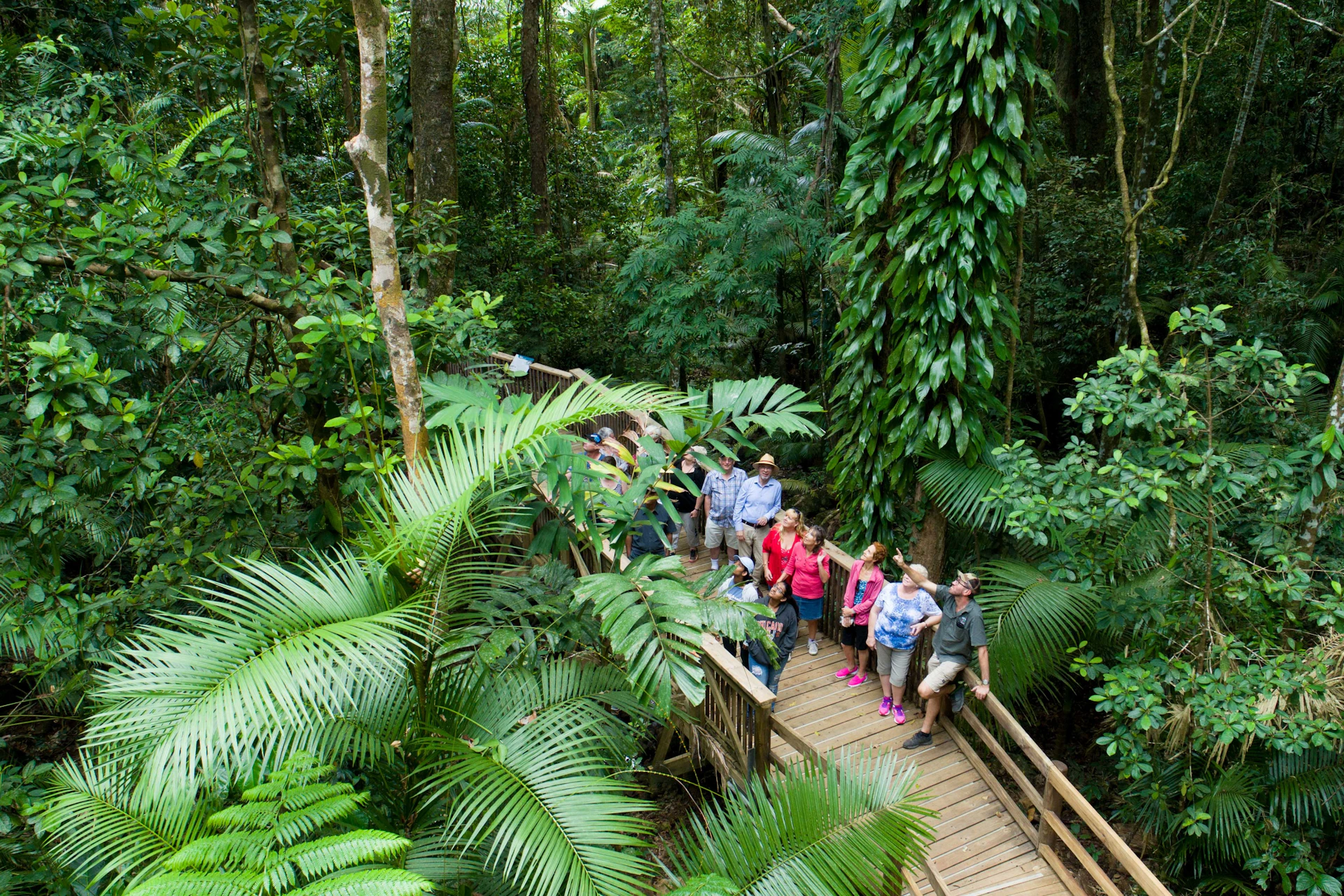 Guided boardwalk tour through the ancient Daintree Rainforest