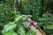 Guided boardwalk tour through the ancient Daintree Rainforest