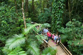 Guided boardwalk tour through the ancient Daintree Rainforest