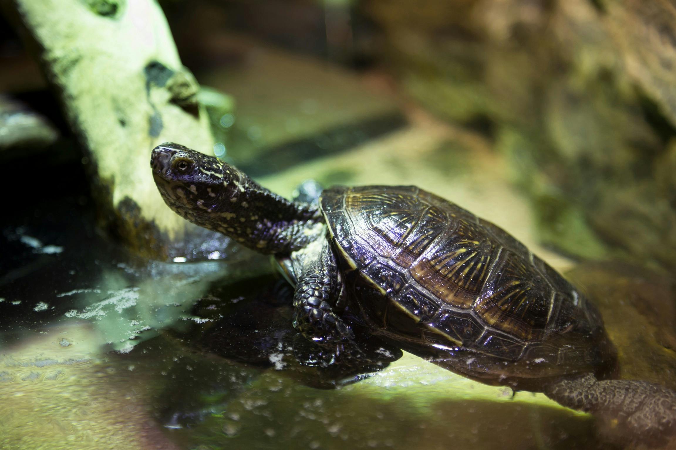 A turtle with a dark, patterned shell rests on a wet surface near a rock in a naturalistic habitat.
