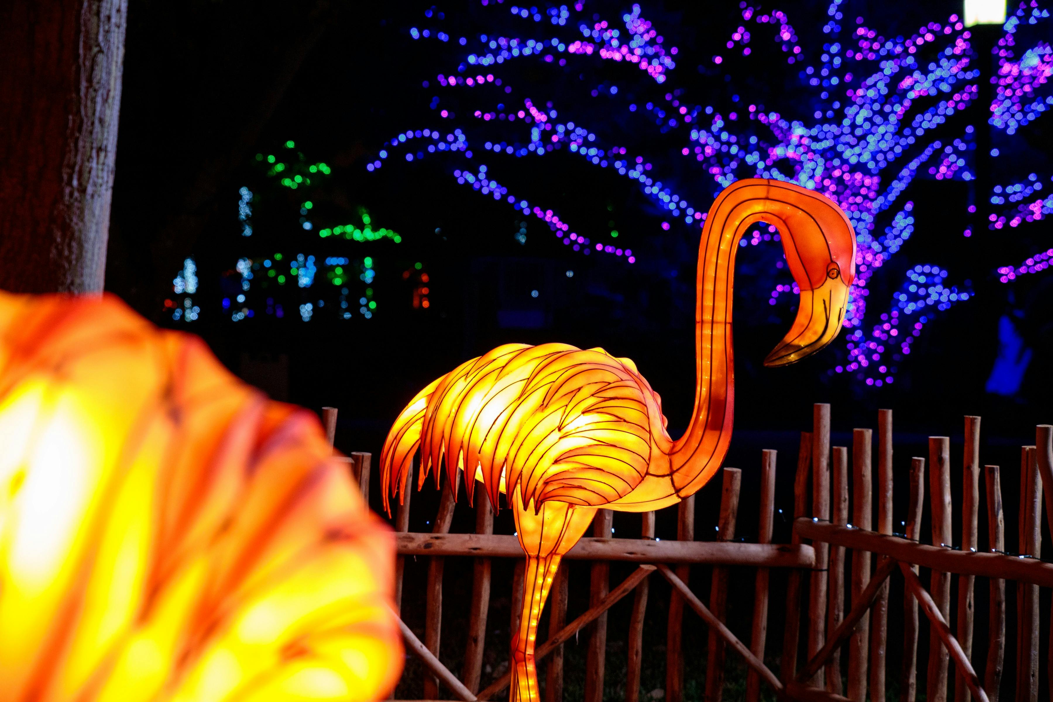 Zoo Lights at Zoo Miami Tickets Tiqets