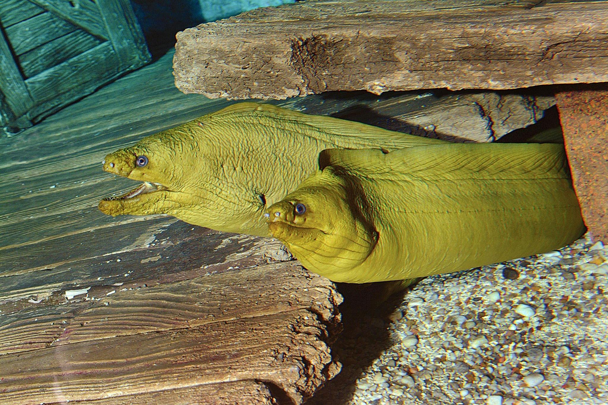 Ripley 's Aquarium of the Smokies