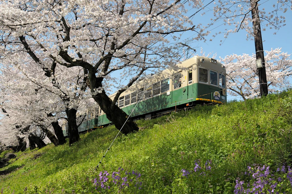 A green and beige train passing through a scenic area with blooming cherry trees and a grassy landscape under a clear sky.