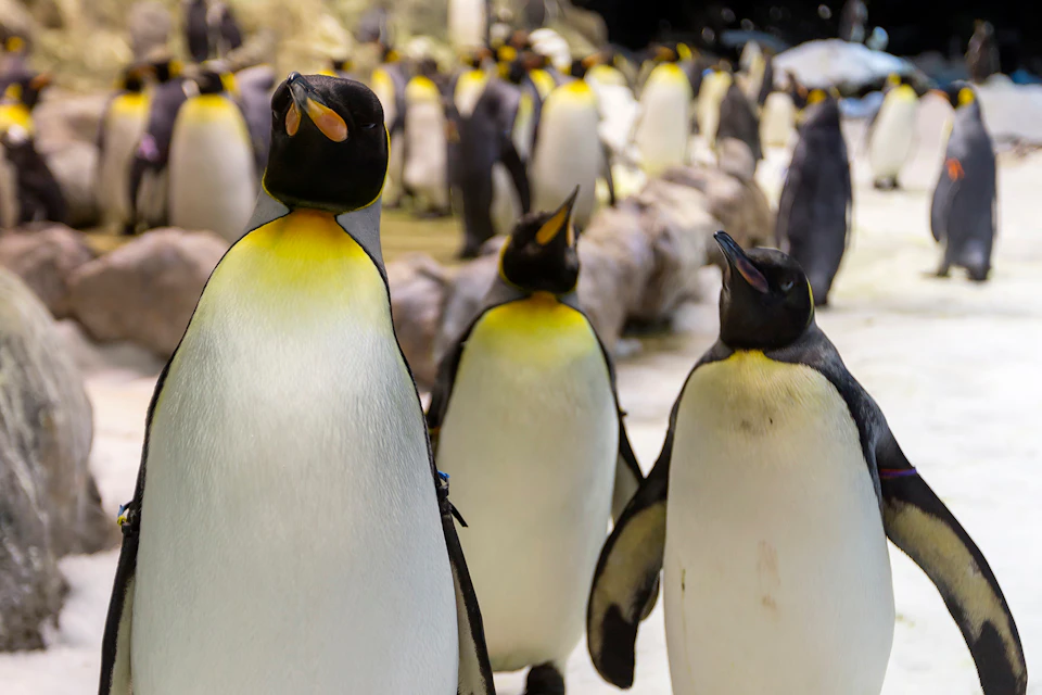 Several king penguins standing in a crowded indoor environment.