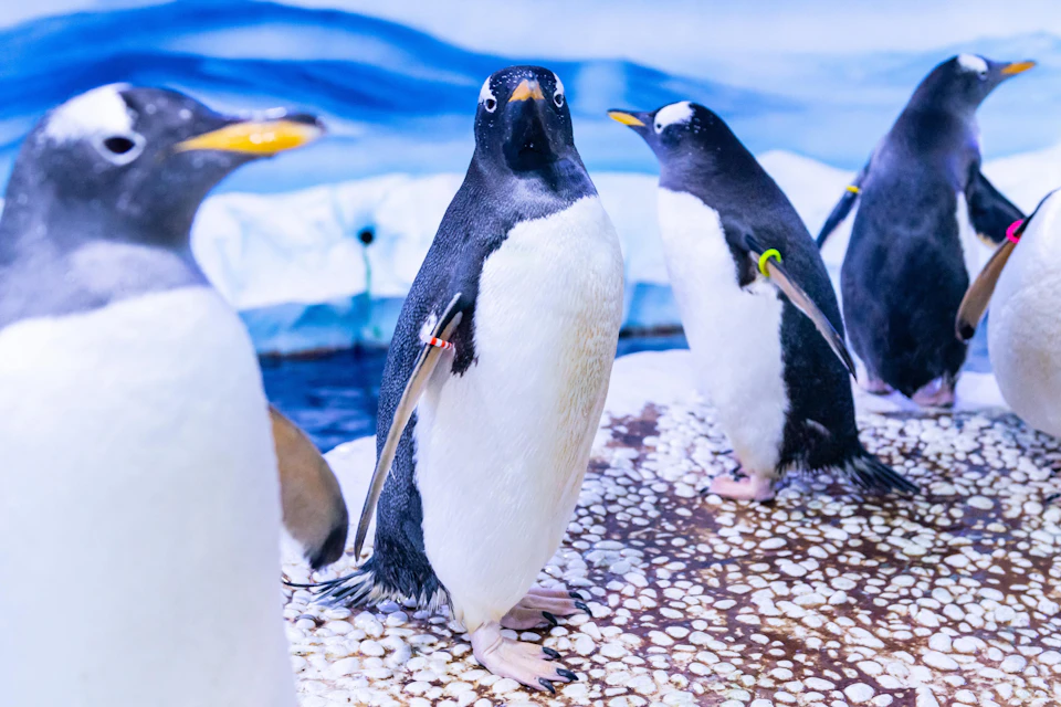 Several penguins standing on a rocky surface, with a blue and white background resembling an indoor enclosure.