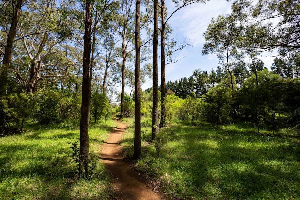A dirt path winds through a forest of tall trees and green foliage under a blue sky with some clouds.